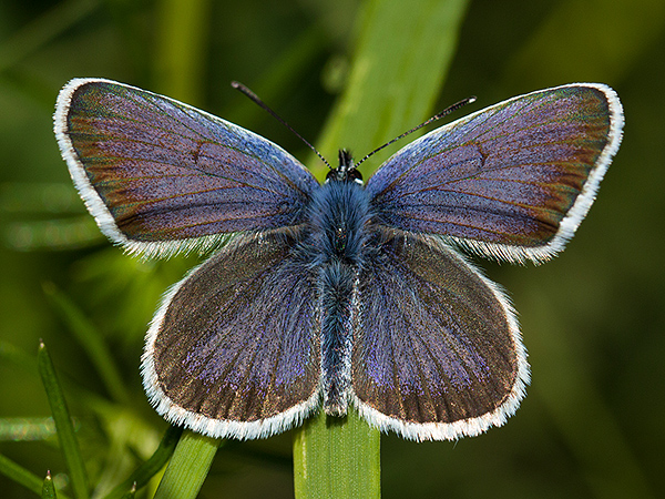 Silver-studded Blue