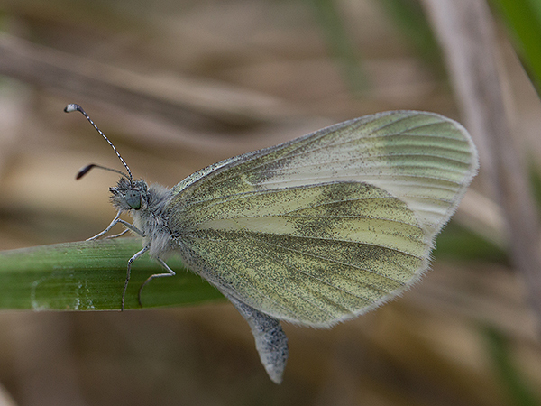Bělásek hrachorový