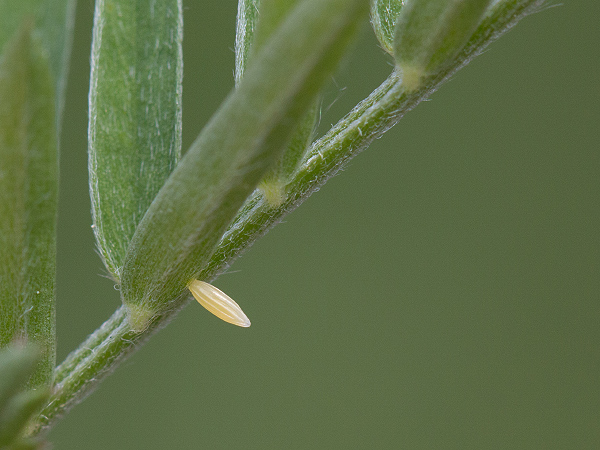 Bělásek hrachorový