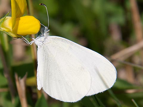 Bělásek hrachorový