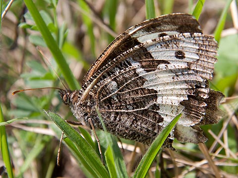 Great Banded Grayling