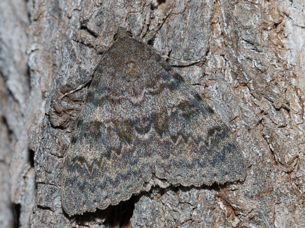 Stužkavec topoľový