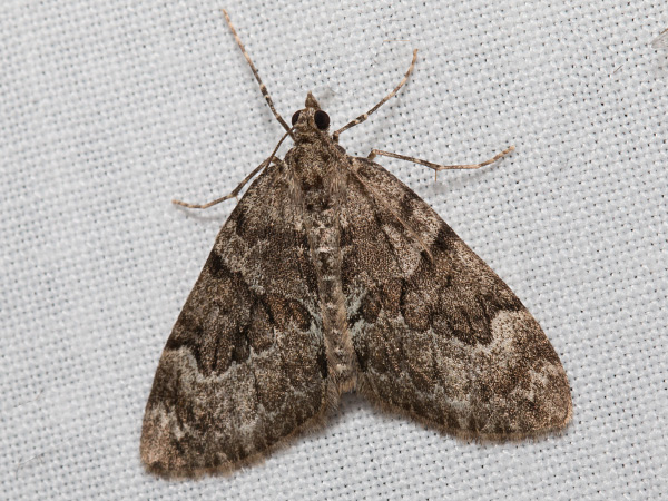 Piadivka premenlivá