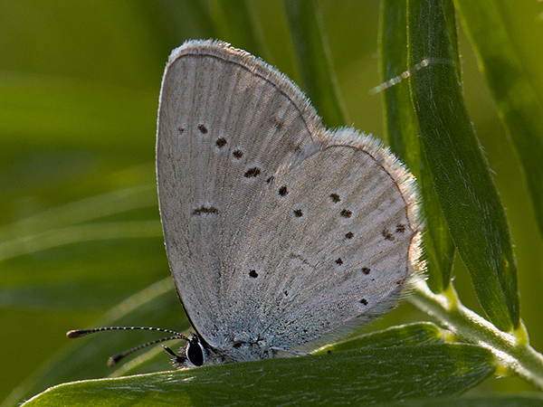 Eastern Short-tailed Blue