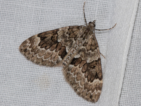 Piadivka premenlivá