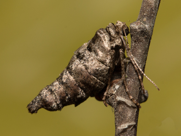 Messenger Moth