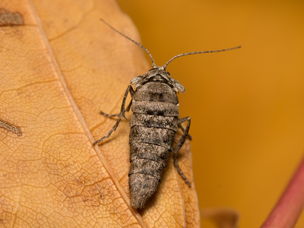 Messenger Moth