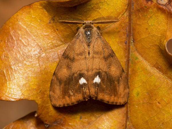 Štetinavec trnkový