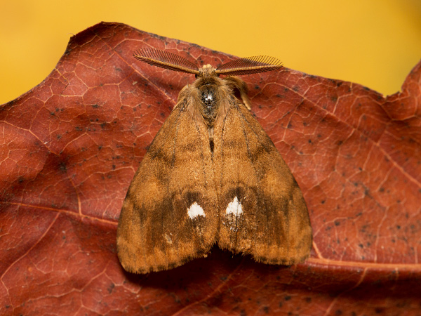 Štetinavec trnkový