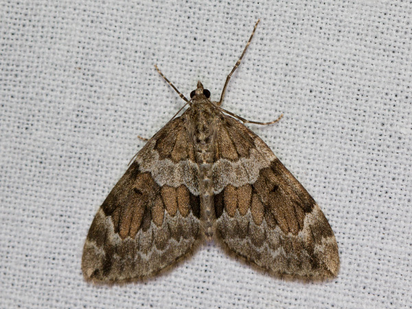 Piadivka premenlivá