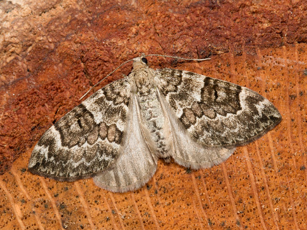 Piadivka premenlivá