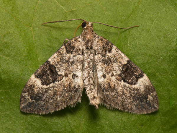 Piadivka premenlivá