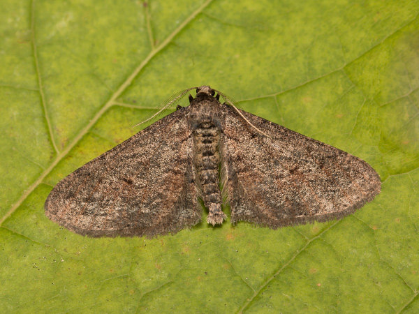 Messenger Moth