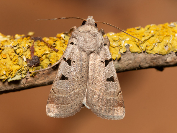 Siatica kozobradová