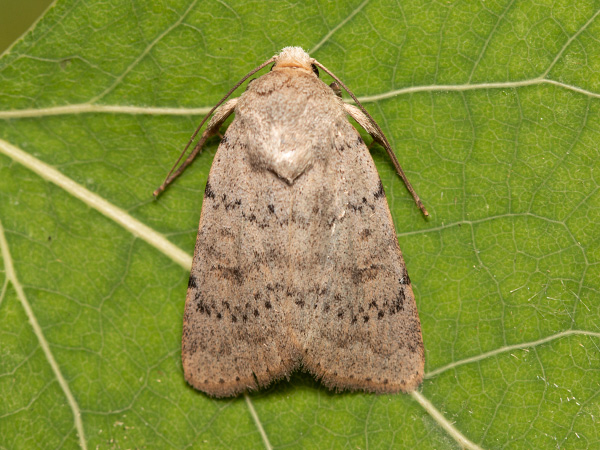 Sivkavec krvavníkový