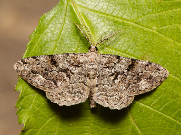 Kôrovka borievková