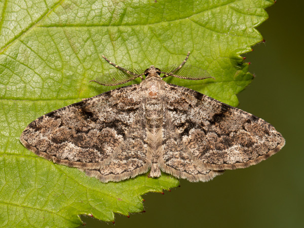 Kôrovka borievková