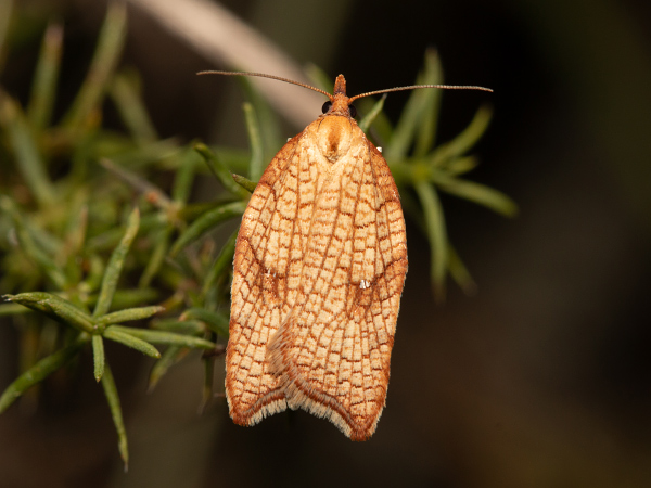 Rhomboid Tortrix