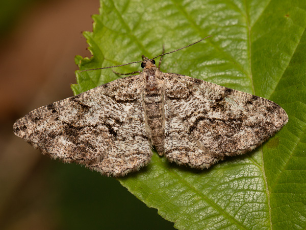 Kôrovka borievková