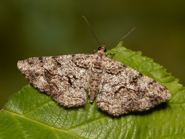 Kôrovka borievková