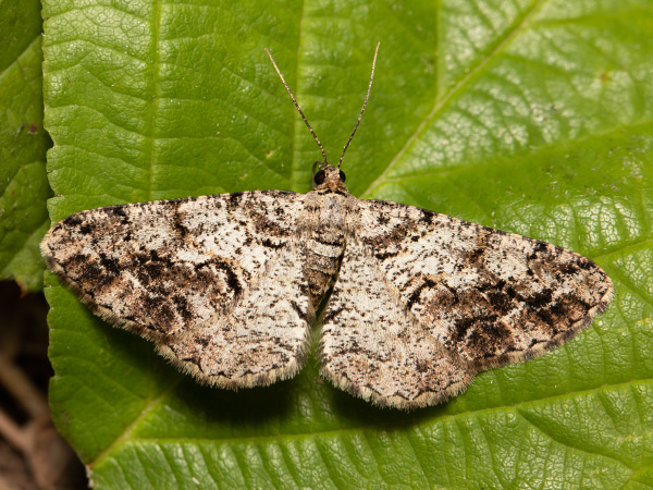 Kôrovka borievková