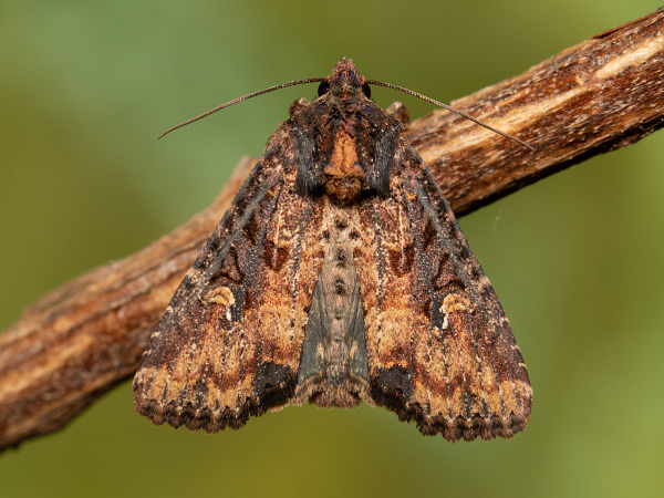 Lesser Common Rustic
