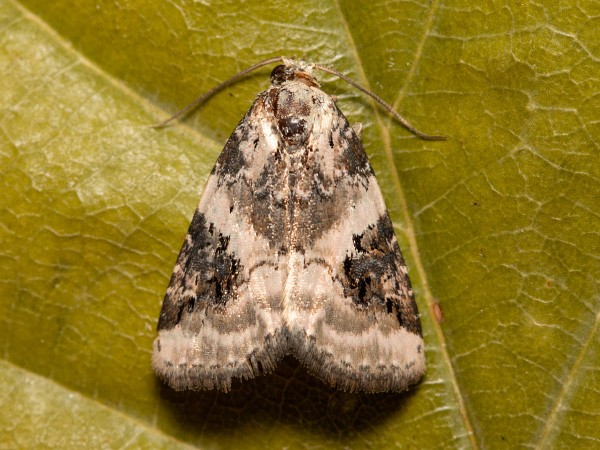 Dreieck-Grasmotteneulchen