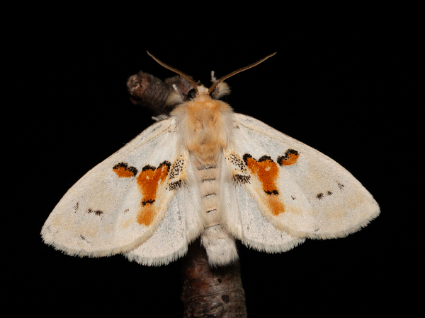 White Prominent