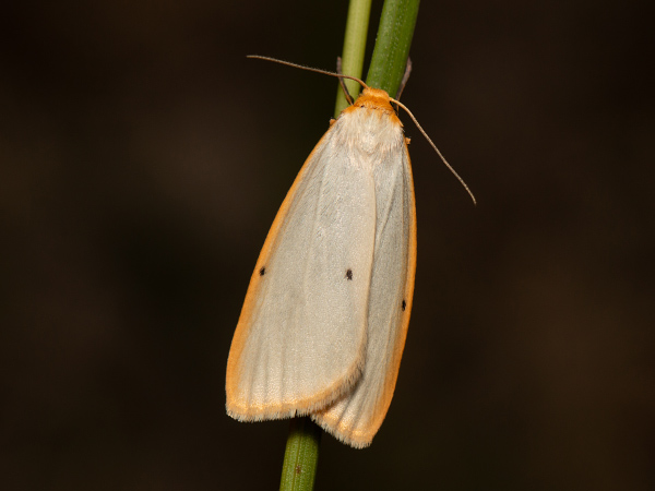 Four-dotted Footman