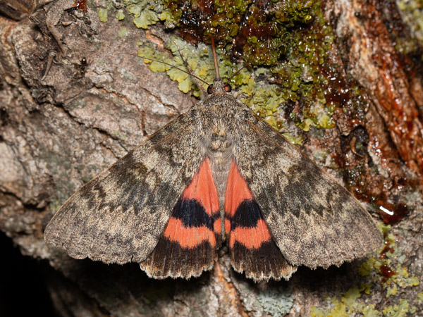 Stužkavec topoľový