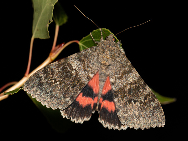 French Red Underwing