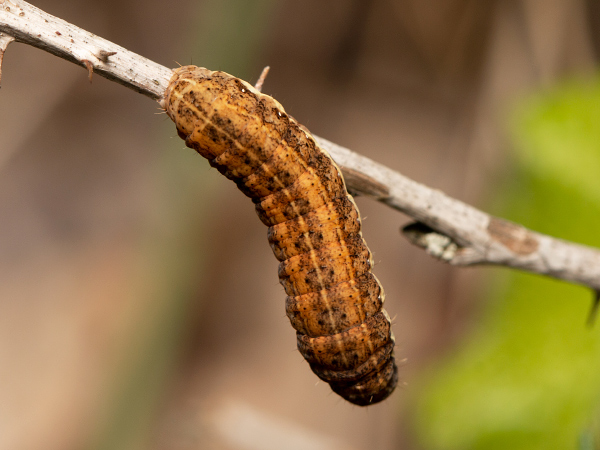 Siatica kozobradová