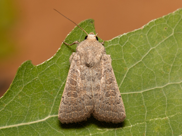 Blýskavka jitrocelová