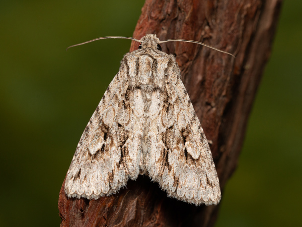 Double-spot Brocade