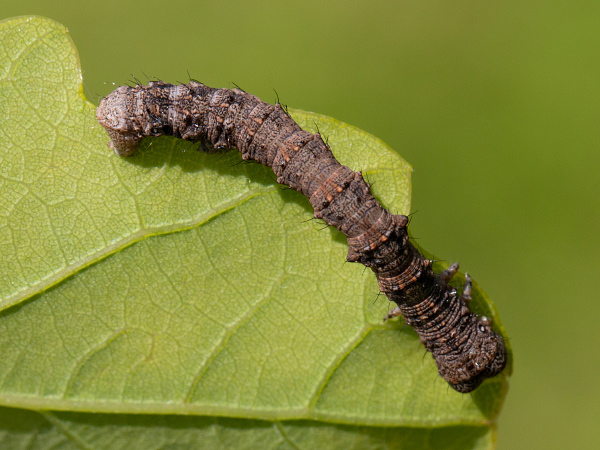 Drsnokřídlec hrušňový