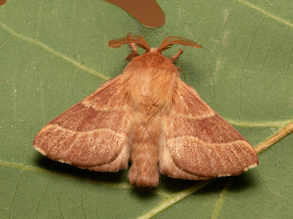 Priadkovec obrúčkatý