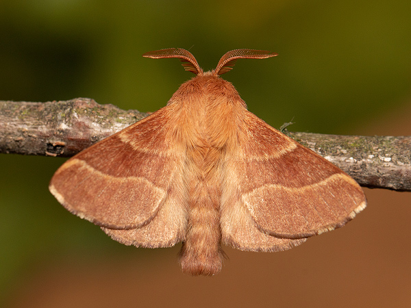 Priadkovec obrúčkatý