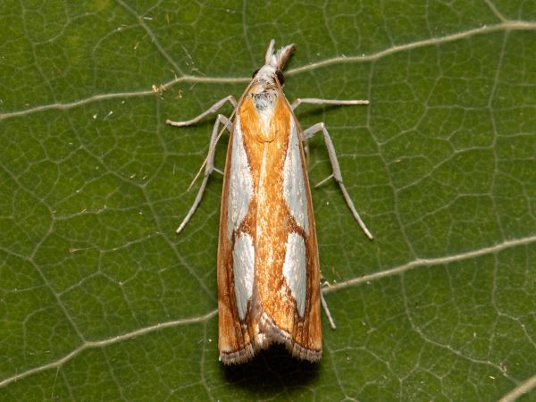 Travařík metlicový