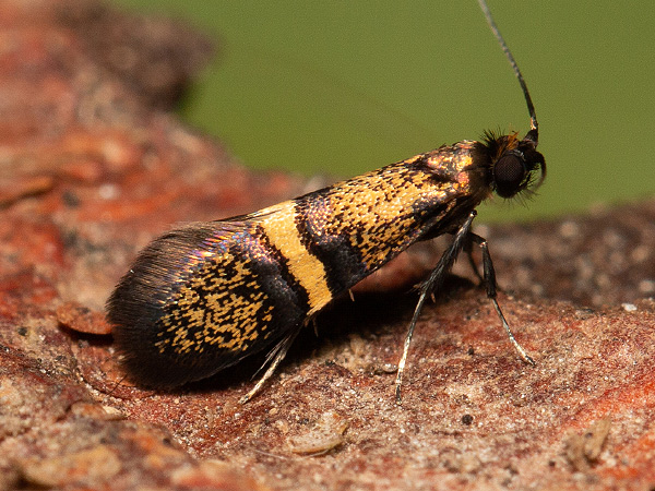 Tannennadel-Langhornfalter