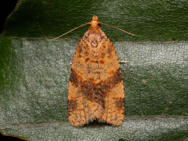 Brown-barred Tortrix