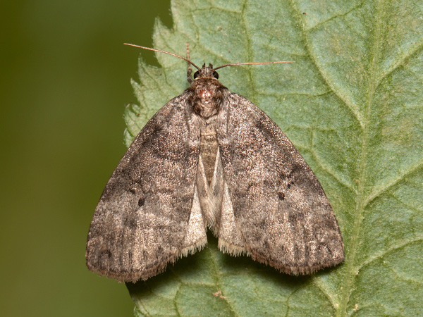 Zweipunkt-Eulenspinner