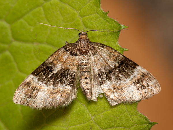 Barred Carpet