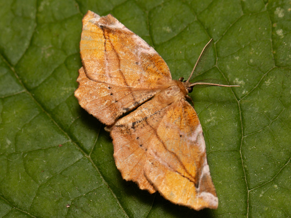 Listnatka orgovánová