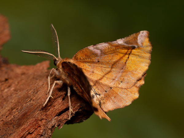 Listnatka orgovánová