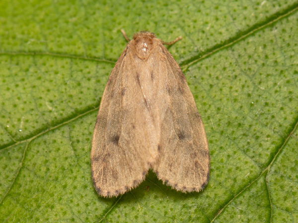 Round-winged Muslin