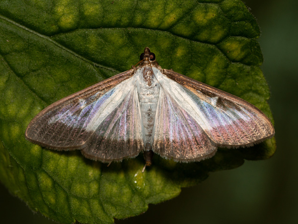 Zavíječ zimostrázový