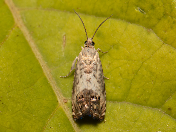 Obaľovač gaštanový