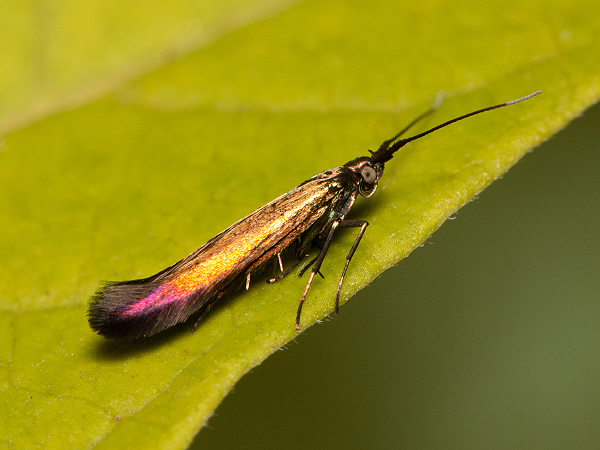 Rúrkovček bodliakový