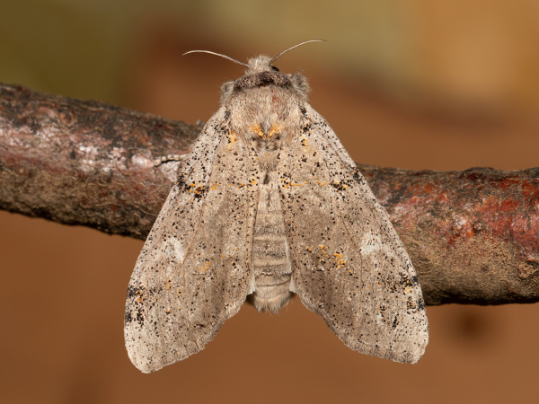 Štetinavec ďatelinový