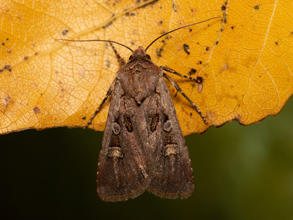 Square-spot Dart